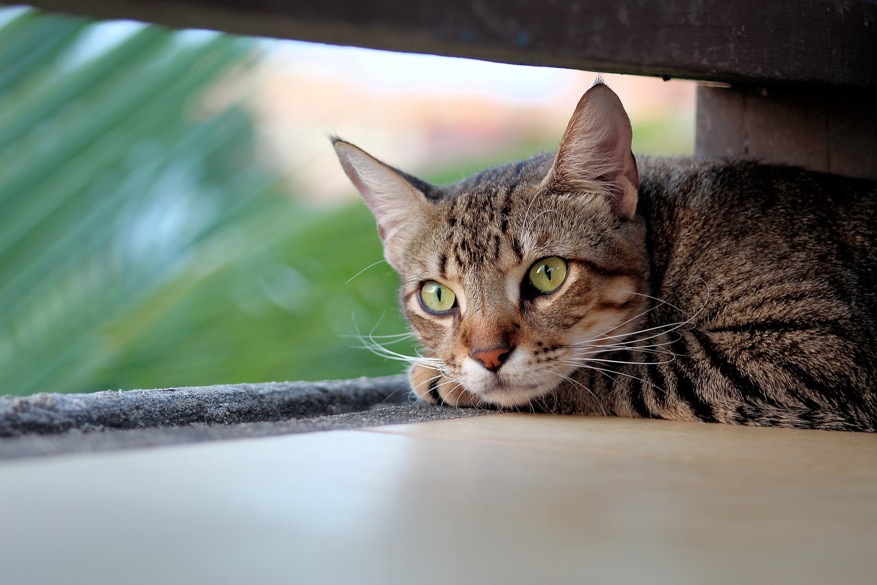 Understanding the Quirky Nature of Ragdoll Cats